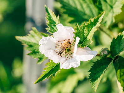 stadtgärtner Brombeerenblüte